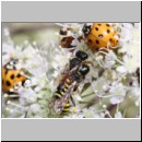 Ectemnius lapidarius - Grabwespe 11a 8-11mm Paarung - OS-Hellern-Wiese.jpg